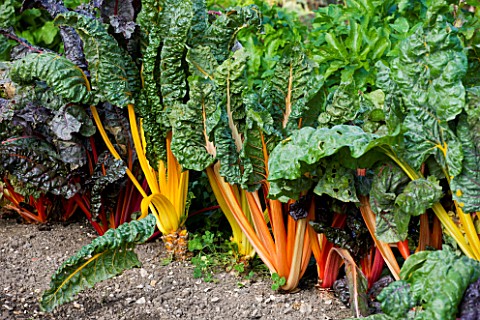 DIFFERENT_COLOURED_CHARD_IN_VEGETABLE_GARDEN