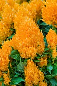 RHS GARDEN  WISLEY  SURREY - YELLOW FLOWERS OF CELOSIA (CASTLE SERIES) CASTLE YELLOW