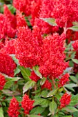 RHS GARDEN  WISLEY  SURREY - RED FLOWERS OF CELOSIA (CASTLE SERIES) CASTLE SCARLET