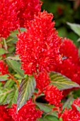 RHS GARDEN  WISLEY  SURREY - RED FLOWERS OF CELOSIA (CASTLE SERIES) CASTLE SCARLET