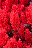 RHS GARDEN  WISLEY  SURREY - RED FLOWERS OF CELOSIA CENTURY RED