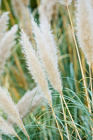 RHS_GARDEN__WISLEY__SURREY__FEATHER_LIKE_PLUMES_OF_CORTADERIA_SELLOANA_PATAGONIA