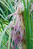 RHS GARDEN  WISLEY  SURREY - FEATHER LIKE PLUMES OF CORTADERIA SELLOANA ROI DES ROSES