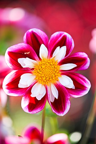 RHS_GARDEN__WISLEY__SURREY__CLOSE_UP_OF_THE_FLOWER_OF_DAHLIA_WILLS_CAROUSEL