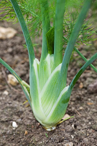 RHS_GARDEN__WISLEY__SURREY__CLOSE_UP_OF_FLORENCE_FENNEL_VEGETABLE__EDIBLE