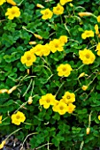 RHS GARDEN  WISLEY  SURREY - YELLOW FLOWERS OF OXALIS LOBATA