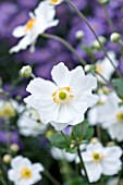 RHS GARDEN  WISLEY  SURREY  - WHITE FLOWERS OF ANEMONE X HYBRIDA GEANTE DES BLANCHES