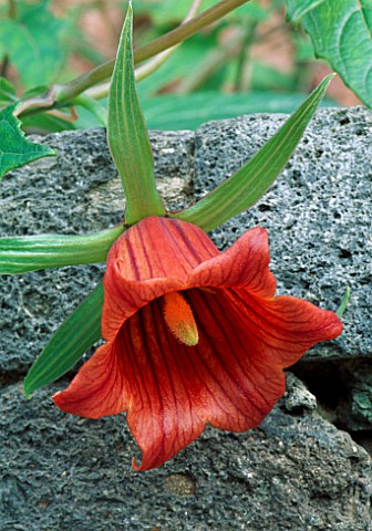 SINGLE_RED_BLOOM_OF_CANARINA_CANARIENSIS