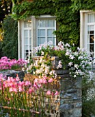 THE OLD RECTORY  HASELBECH  NORTHAMPTONSHIRE: WALL SURROUNDED BY PINK FLOWERS OF NERINE BOWDENII AND STONE CONTAINER PLANTED WITH PELARGONIUMS. EVENING LIGHT