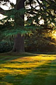THE OLD RECTORY  HASELBECH  NORTHAMPTONSHIRE: EVENING SUNLIGHT ON LAWN AND CEDAR DIODARA