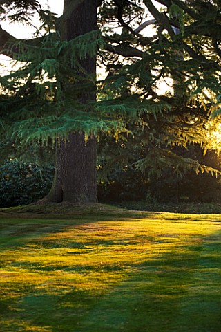 THE_OLD_RECTORY__HASELBECH__NORTHAMPTONSHIRE_EVENING_SUNLIGHT_ON_LAWN_AND_CEDAR_DIODARA