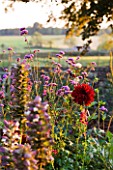 THE OLD RECTORY  HASELBECH  NORTHAMPTONSHIRE: BORDER IN AUTUMN WITH ACANTHUS  VERBENA BONARIENSIS AND DAHLIA CHAT NOIR