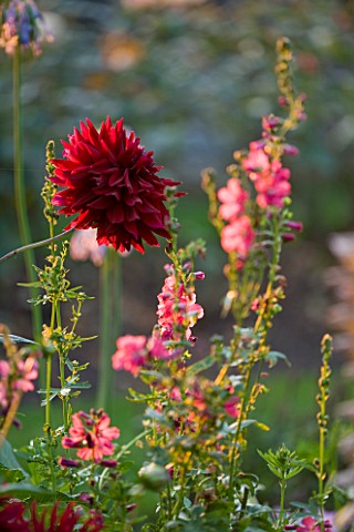 THE_OLD_RECTORY__HASELBECH__NORTHAMPTONSHIRE_BORDER_IN_AUTUMN_WITH_DAHLIA_CHAT_NOIR