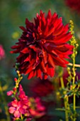 THE OLD RECTORY  HASELBECH  NORTHAMPTONSHIRE: DAHLIA CHAT NOIR
