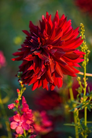THE_OLD_RECTORY__HASELBECH__NORTHAMPTONSHIRE_DAHLIA_CHAT_NOIR