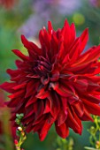 THE OLD RECTORY  HASELBECH  NORTHAMPTONSHIRE: DEEP RED FLOWERS OF DAHLIA CHAT NOIR