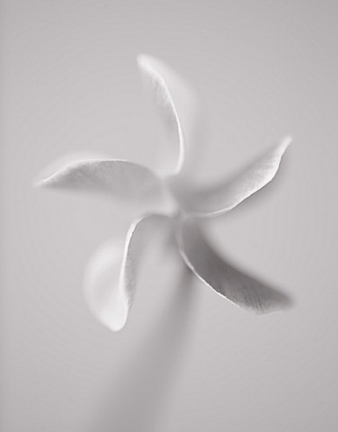BLACK_AND_WHITE_CLOSE_UP_DUOTONE_IMAGE_OF_THE_FLOWER_OF_A_CYCLAMEN__SHOWING_PATTERN
