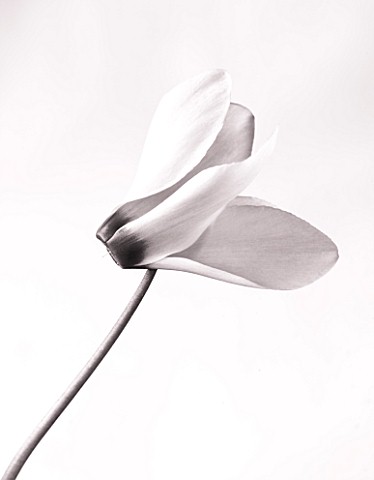 BLACK_AND_WHITE_CLOSE_UP_DUOTONE_IMAGE_OF_THE_FLOWER_OF_A_CYCLAMEN