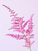 CLOSE UP OF PINK FLOWER OF ASTILBE