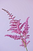 CLOSE UP OF PINK FLOWER OF ASTILBE