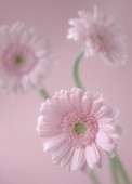 CLOSE UP OF THE PINK FLOWER OF GERBERA