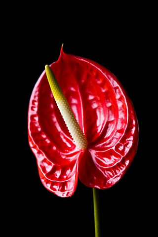 CLOSE_UP_OF_RED_FLOWER_OF_ANTHURIUM_AGAINST_BLACK_BACKGROUND