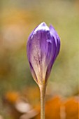 CLOSE UP OF THE BLUE/PURPLE FLOWERS OF AUTUMN CROCUS  CROCUS NUDIFLORUS - WAKEHURST PLACE  OCTOBER