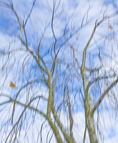 VIEW_LOOKING_UP_INTO_TREE__AUTUMN__SHOWING_MOVEMENT__WAKEHURST_PLACE__OCTOBER