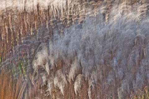 GRASSES_AND_PERRENIALS_BLOWING_IN_THE_WIND_IN_AUTUMN_AT_THE_RHS_GARDEN__WISLEY