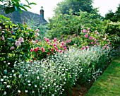ROSES ISPAHAN AND CONSTANCE SPRY AND LYCHNIS CORONARIA OCULATA. ASHTREE COTTAGE  WILTSHIRE. DESIGNER: W LAUDERDALE