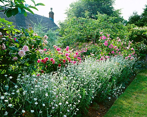 ROSES_ISPAHAN_AND_CONSTANCE_SPRY_AND_LYCHNIS_CORONARIA_OCULATA_ASHTREE_COTTAGE__WILTSHIRE_DESIGNER_W