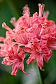 CLOSE UP OF DUSKY PINK FLOWERS OF NERINE CALIPH