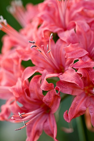 CLOSE_UP_OF_DUSKY_PINK_FLOWERS_OF_NERINE_CALIPH