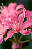 CLOSE UP OF THE PINK FLOWER OF NERINE AUDREY