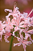 CLOSE UP OF PALE PINK FLOWERS OF NERINE NICE