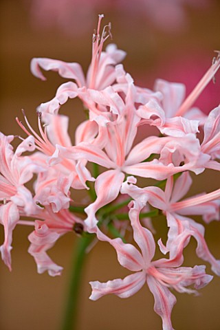 CLOSE_UP_OF_PALE_PINK_FLOWERS_OF_NERINE_NICE