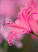CLOSE UP OF THE PINK FLOWER OF NERINE RUSHMERE STAR