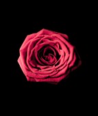 CLOSE UP OF PINKY RED ROSE ON BLACK BACKGROUND