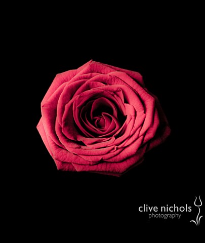 CLOSE_UP_OF_PINKY_RED_ROSE_ON_BLACK_BACKGROUND