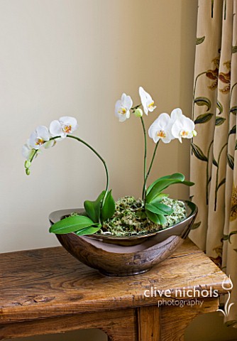 DESIGNER_CLARE_MATTHEWS_HOUSEPLANT__WHITE_PHALAENOPSIS_ORCHID_IN_A_CONTAINER_ON_A_WOODEN_SIDEBOARD