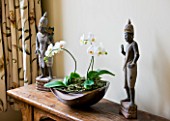 DESIGNER CLARE MATTHEWS: HOUSEPLANT - WHITE PHALAENOPSIS ORCHID IN A CONTAINER ON A WOODEN SIDEBOARD