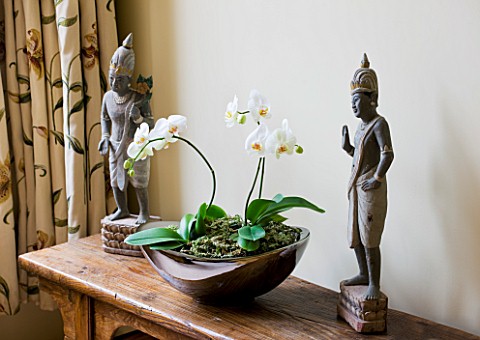 DESIGNER_CLARE_MATTHEWS_HOUSEPLANT__WHITE_PHALAENOPSIS_ORCHID_IN_A_CONTAINER_ON_A_WOODEN_SIDEBOARD