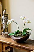 DESIGNER CLARE MATTHEWS: HOUSEPLANT - WHITE PHALAENOPSIS ORCHID IN A CONTAINER ON A WOODEN SIDEBOARD