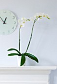 DESIGNER CLARE MATTHEWS: HOUSEPLANT - WHITE PHALAENOPSIS ORCHID IN A WHITE CONTAINER ON A FIREPLACE