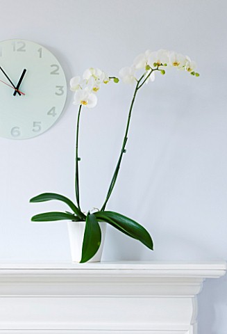 DESIGNER_CLARE_MATTHEWS_HOUSEPLANT__WHITE_PHALAENOPSIS_ORCHID_IN_A_WHITE_CONTAINER_ON_A_FIREPLACE