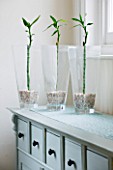 DESIGNER CLARE MATTHEWS: HOUSE PLANT - GLASS CONTAINERS ON SIDEBOARD PLANTED WITH LUCKY BAMBOO ( DRACAENA SANDERIANA ) GROWN HYDROPONICALLY WITHOUT WATER