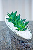 DESIGNER CLARE MATTHEWS: HOUSE PLANT - SILVER CONTAINER ON KITCHEN TOP PLANTED WITH HAWORTHIA FROM SOUTH AFRICA