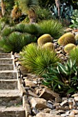 DOMAINE DU RAYOL  FRANCE: CACTI IN THE ARID AMERICAN GARDEN INCLUDING ECHINOCACTUS AND AGAVE STRICTA
