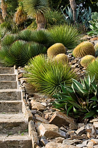 DOMAINE_DU_RAYOL__FRANCE_CACTI_IN_THE_ARID_AMERICAN_GARDEN_INCLUDING_ECHINOCACTUS_AND_AGAVE_STRICTA