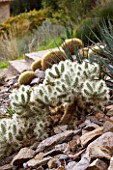 DOMAINE DU RAYOL  FRANCE: CACTI (CYLINDROPUNTIA TUNICATA AND ECHINOCACTUS)  IN THE ARID AMERICAN GARDEN